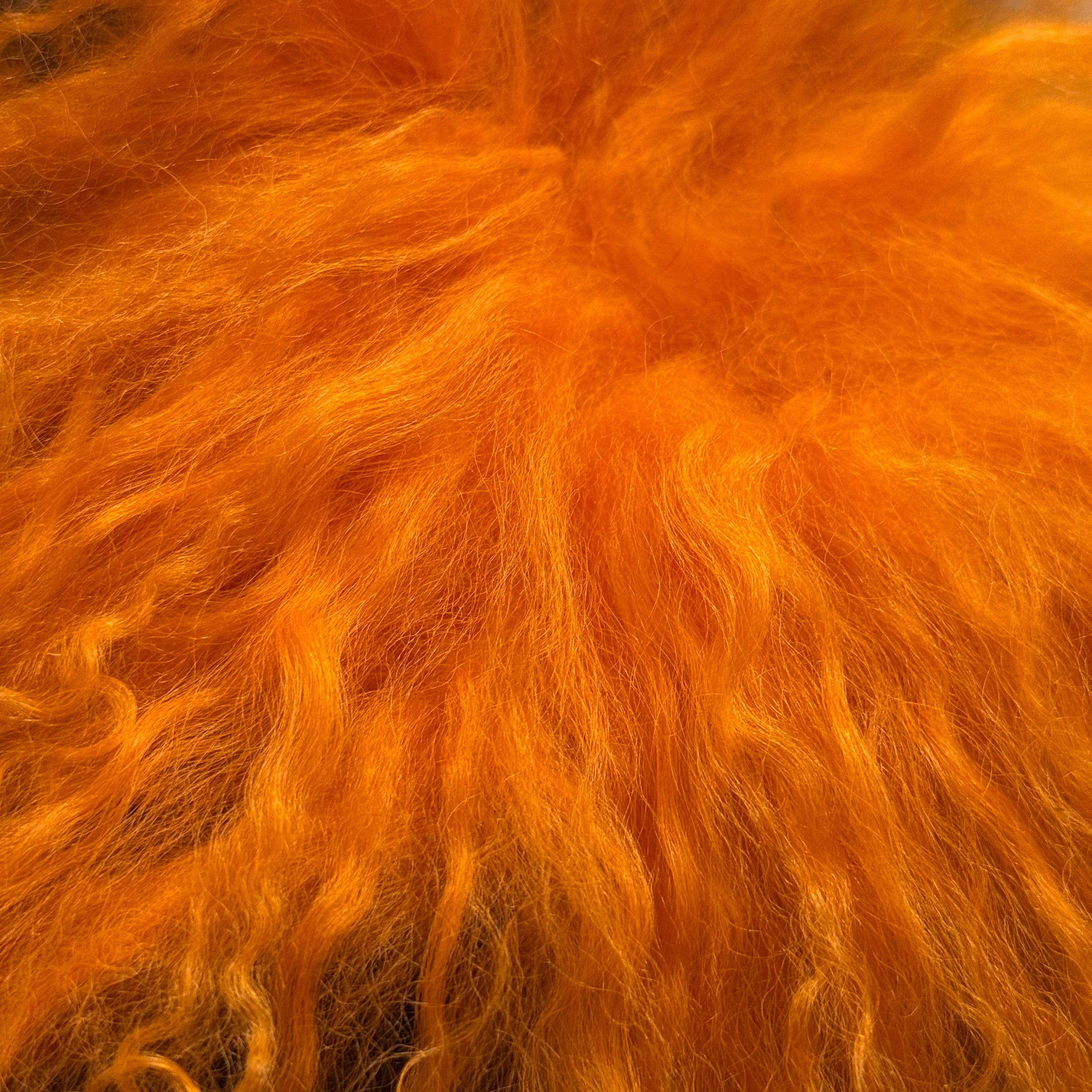 Mongolian Tibetan Curly Lamb Plate | 30+ Colors