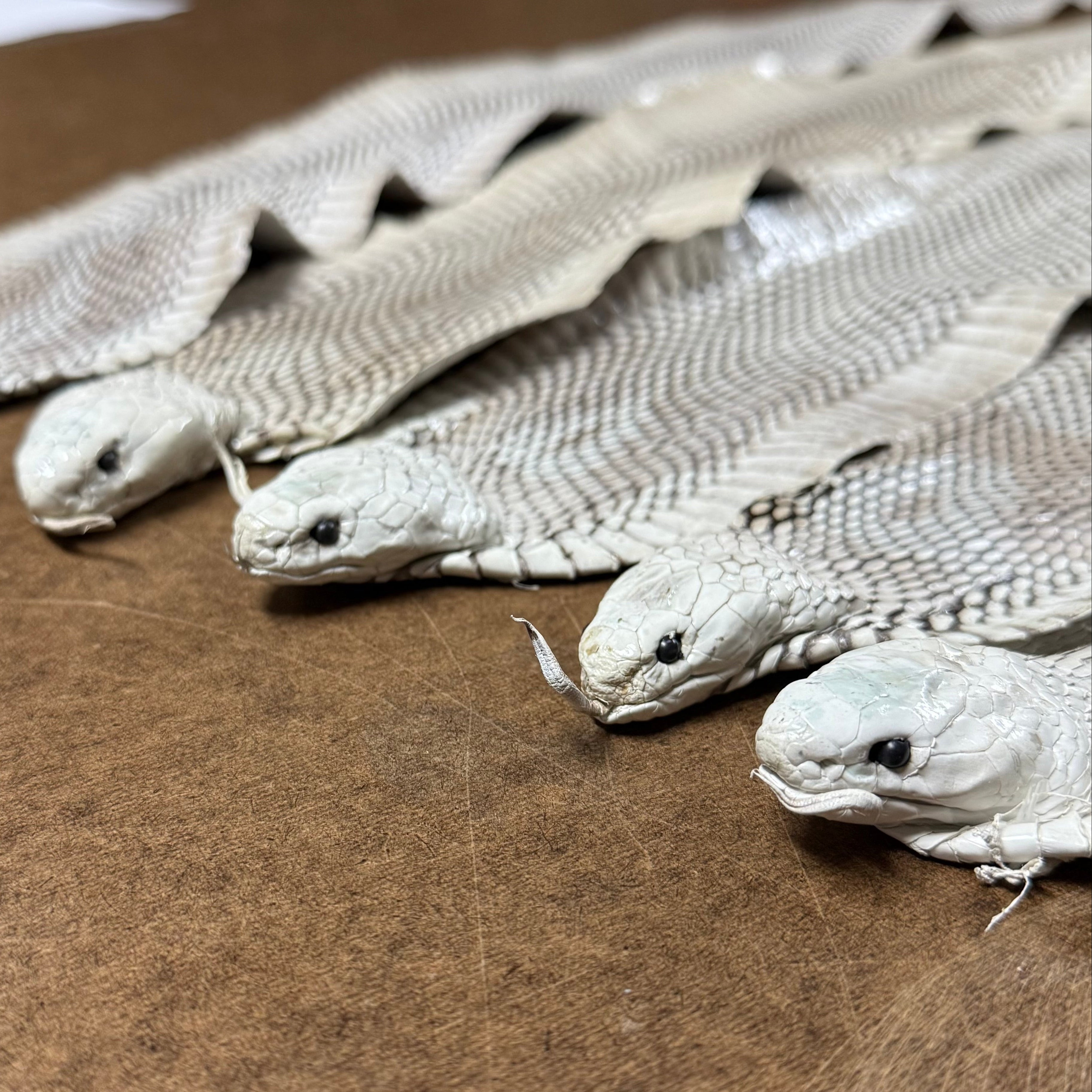 Cobra white snake skin leather hides featuring detailed natural scales arranged on a brown textured surface.