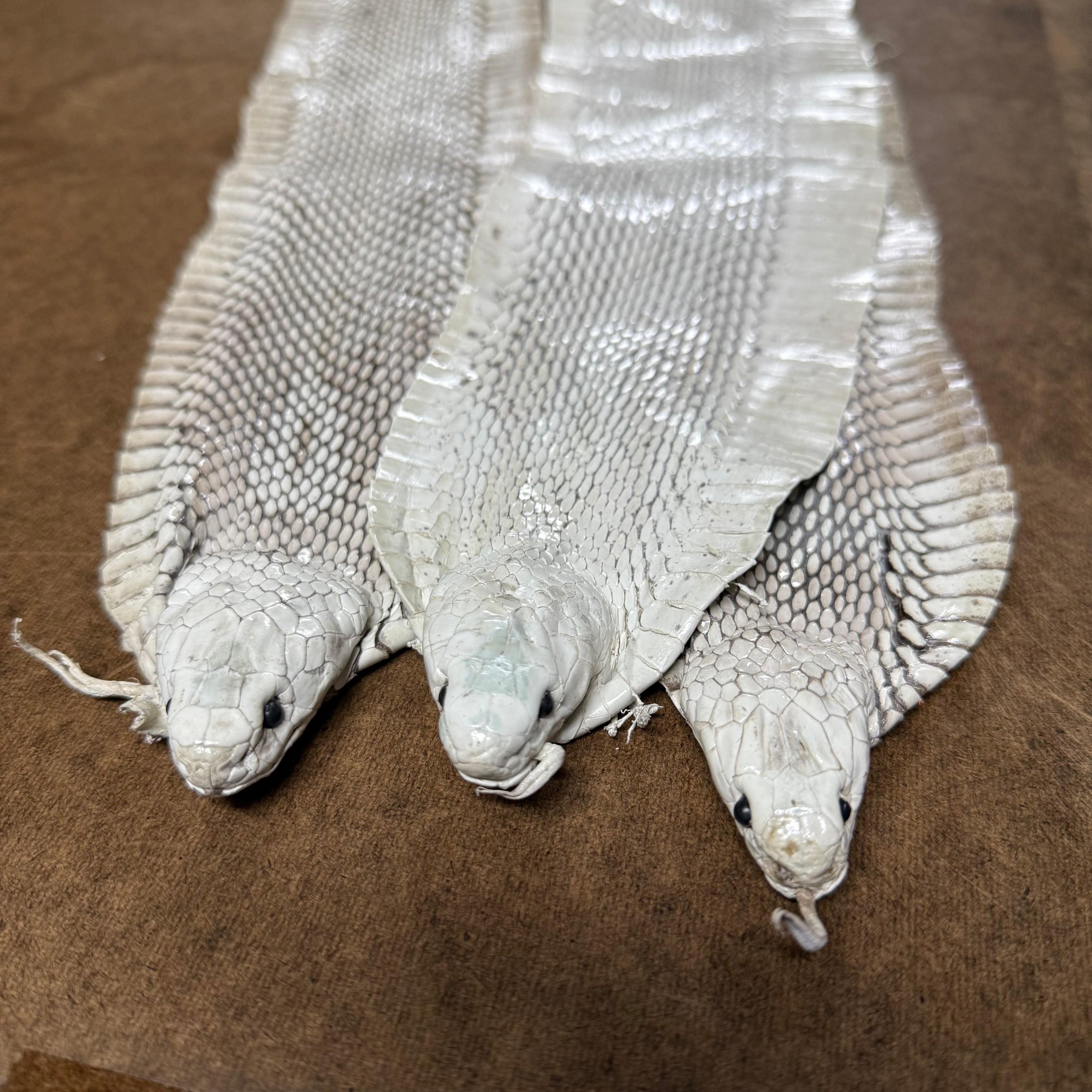 Three white Cobra snake skins featuring detailed scale patterns and flattened hoods displayed on a brown surface.