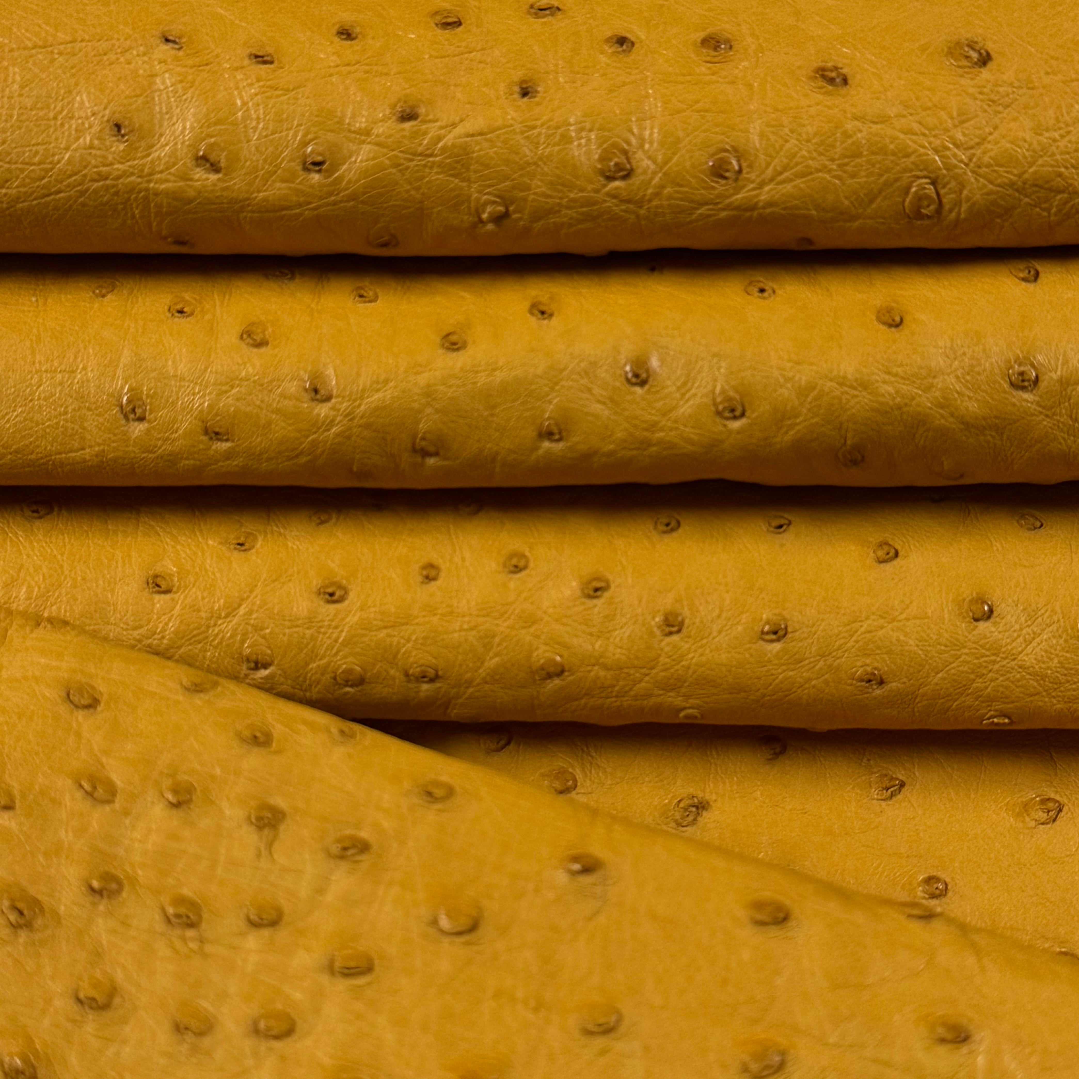 Folded full quill genuine ostrich leather in a rich mustard yellow, showcasing its distinctive raised quill pattern.
