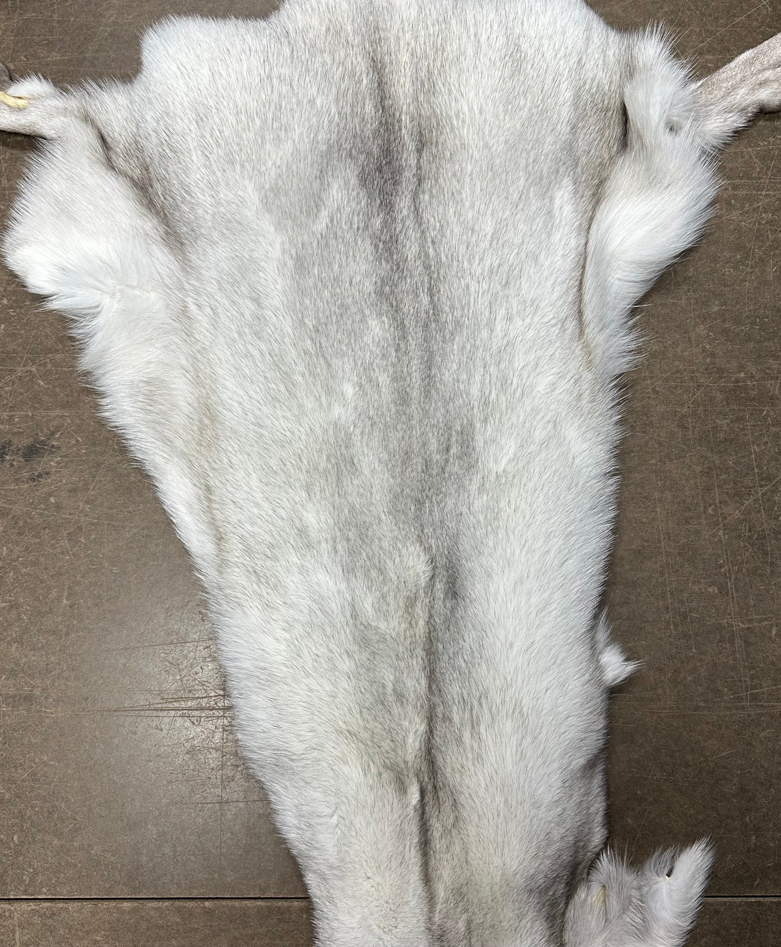 Blue Fox Pelt