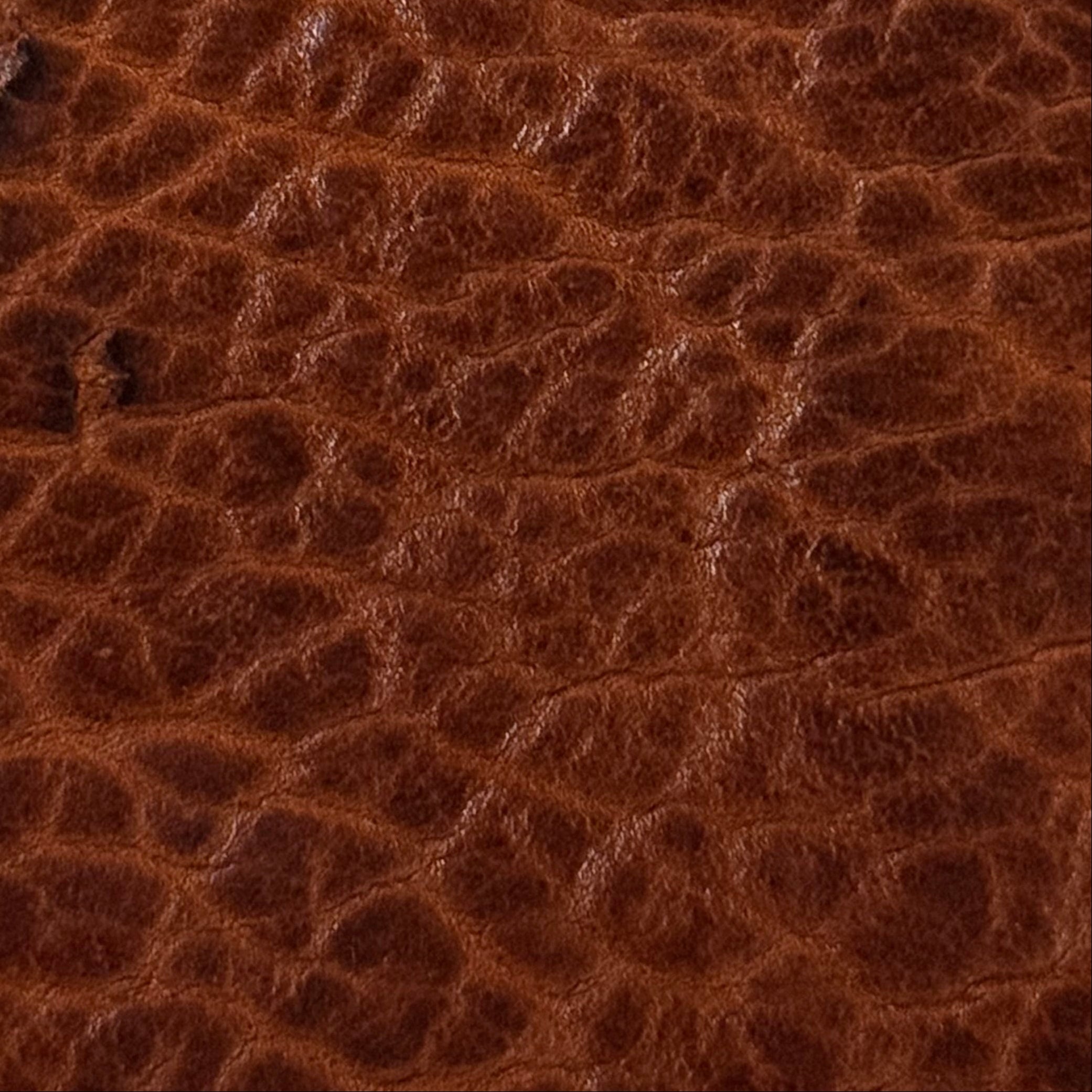 Shrunken American Bison, 4-5 oz | 7 Colors