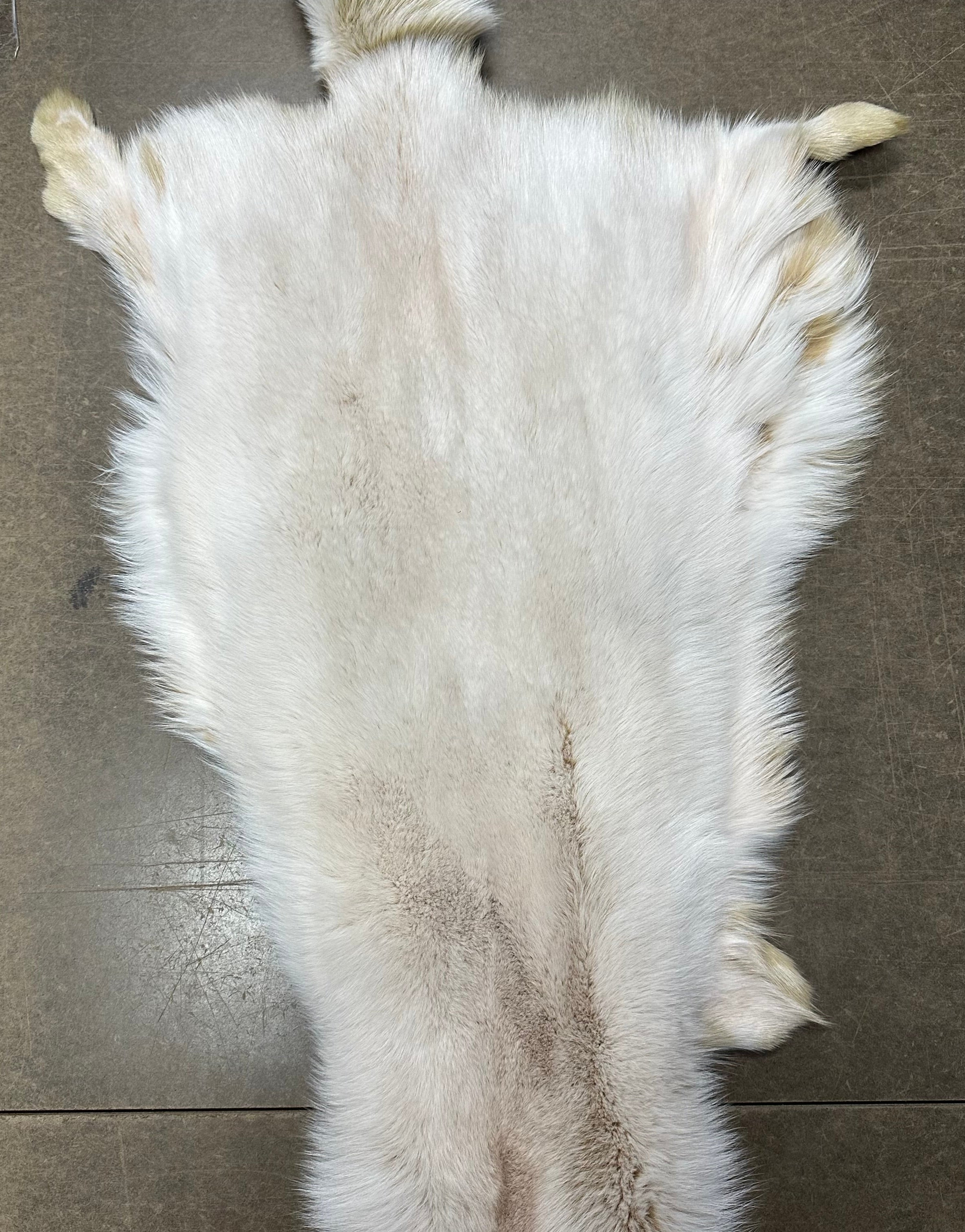 Fox Pelt | 30+ Colors