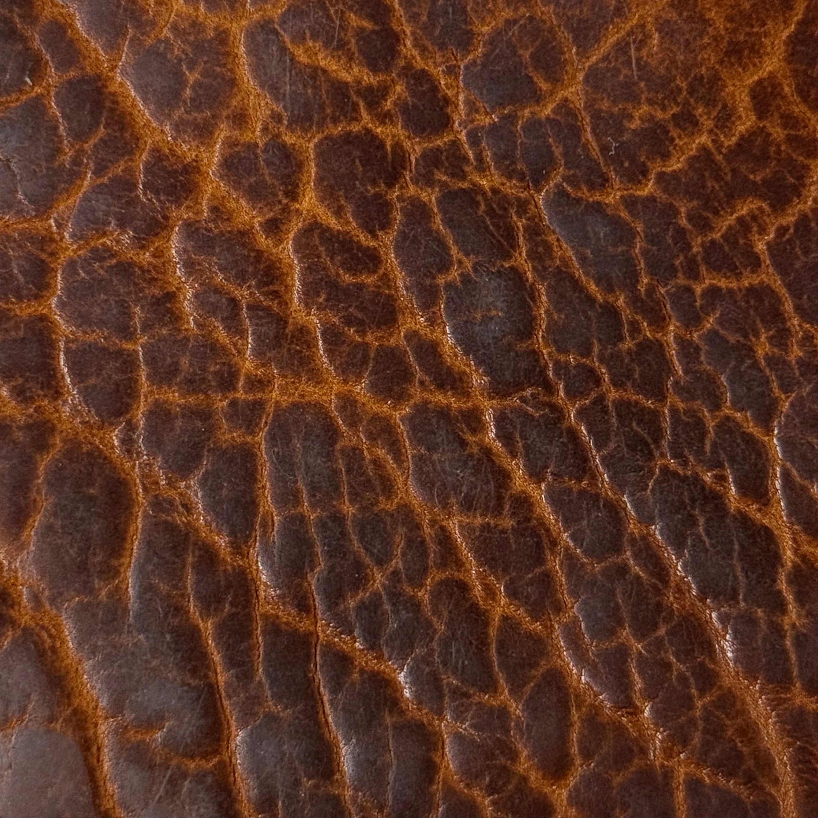 Shrunken American Bison, 4-5 oz | 7 Colors