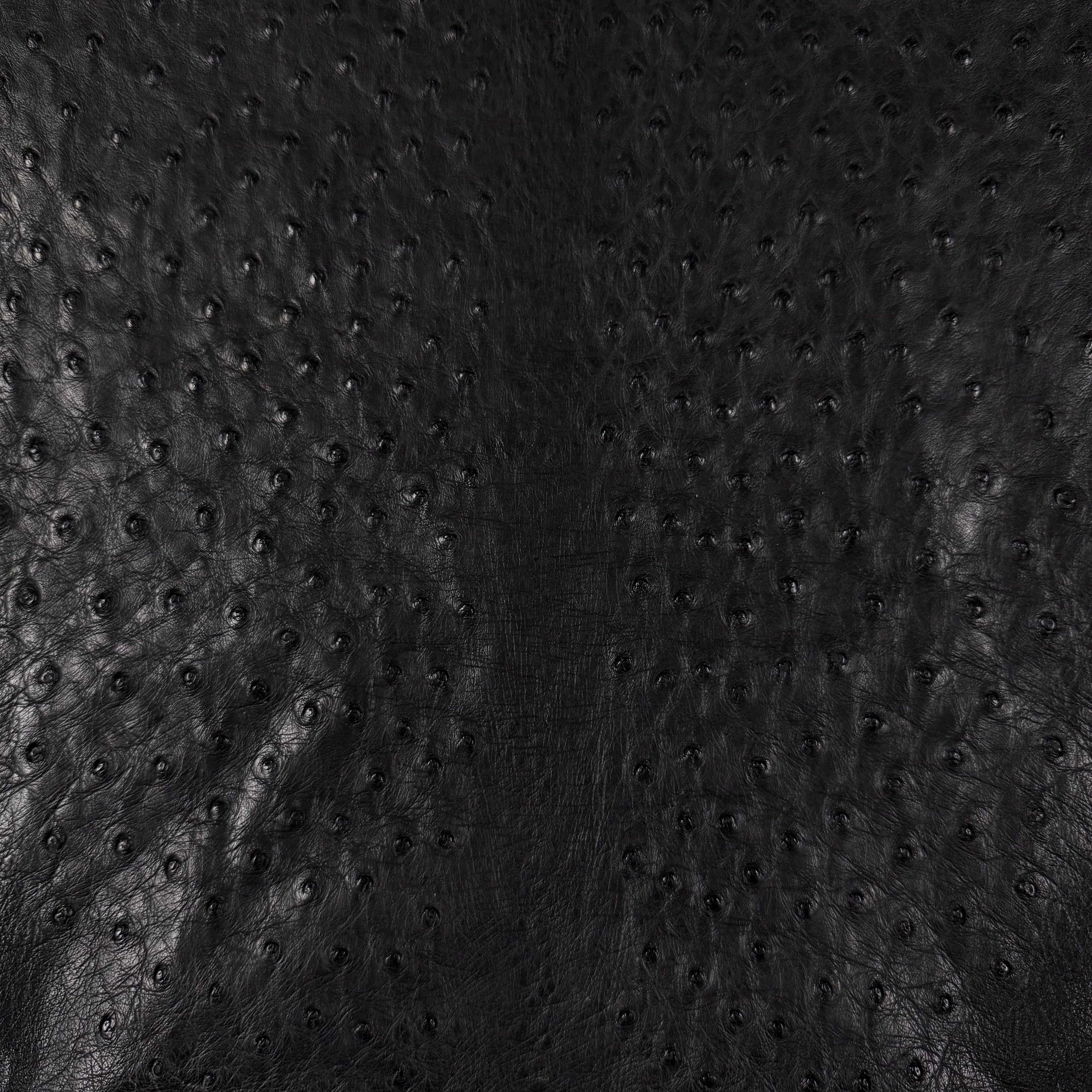 Black full quill genuine ostrich leather with distinctive raised quill pattern.