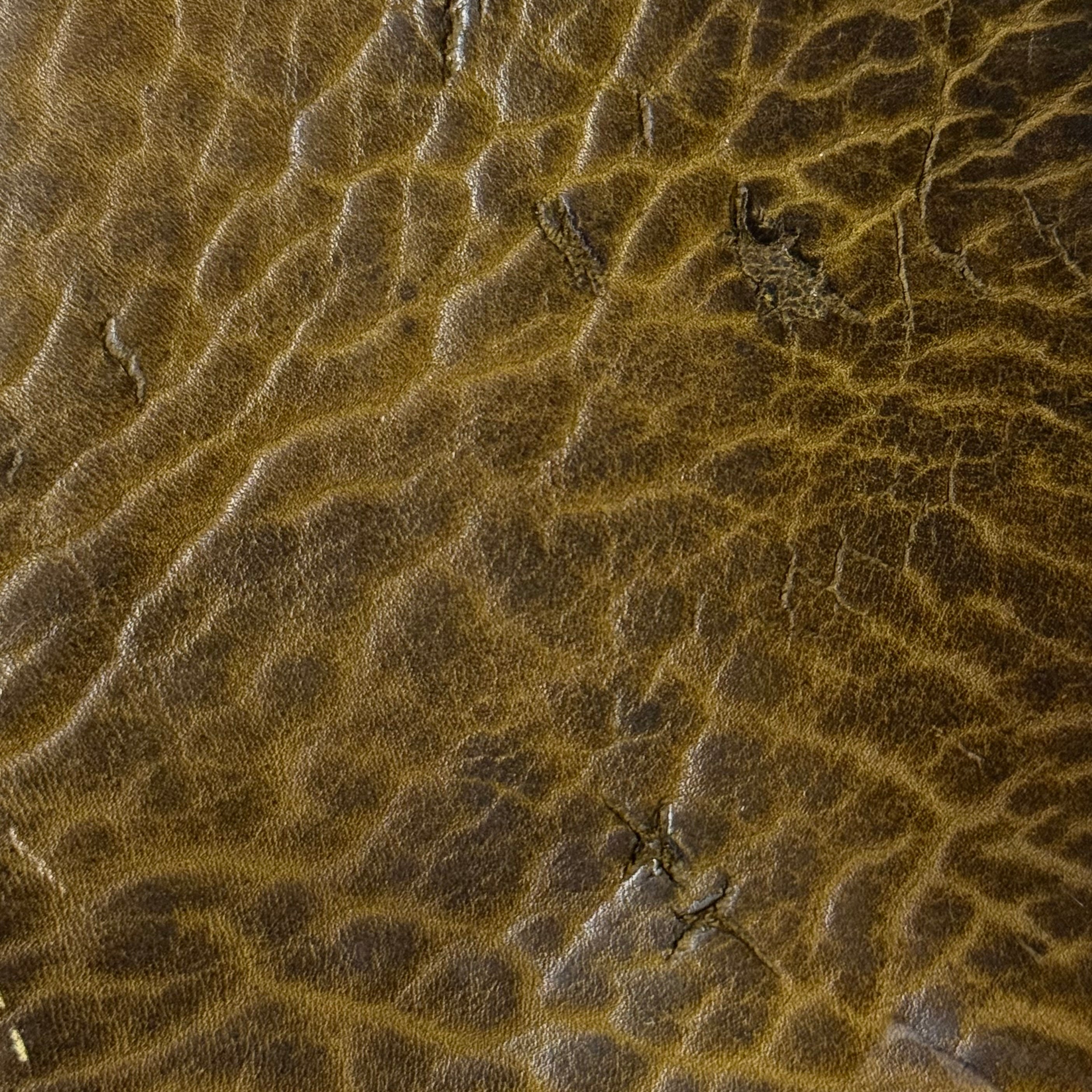 Shrunken American Bison, 4-5 oz | 7 Colors