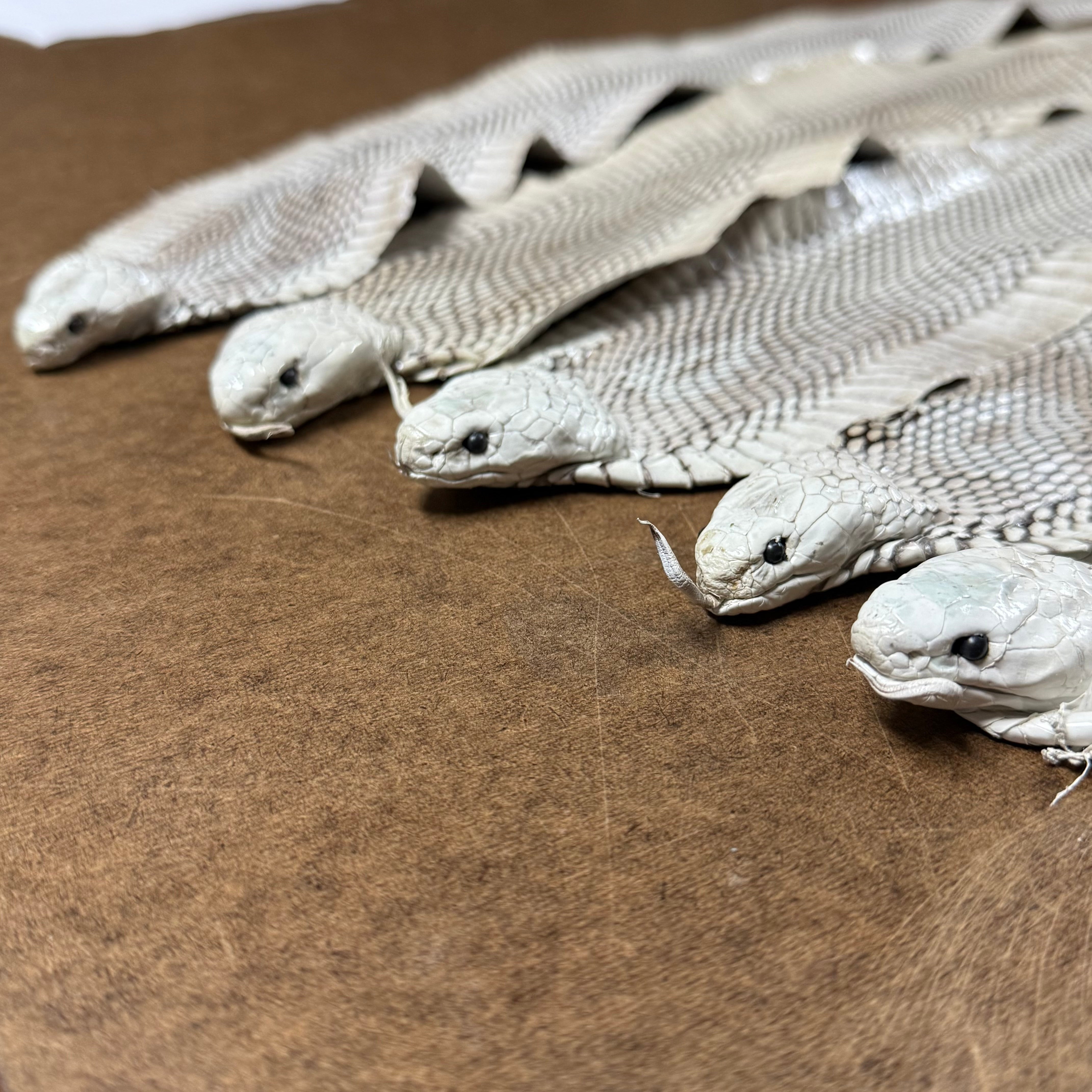 Cobra white snake skin hides featuring detailed scale patterns and preserved heads arranged on a brown leather surface.