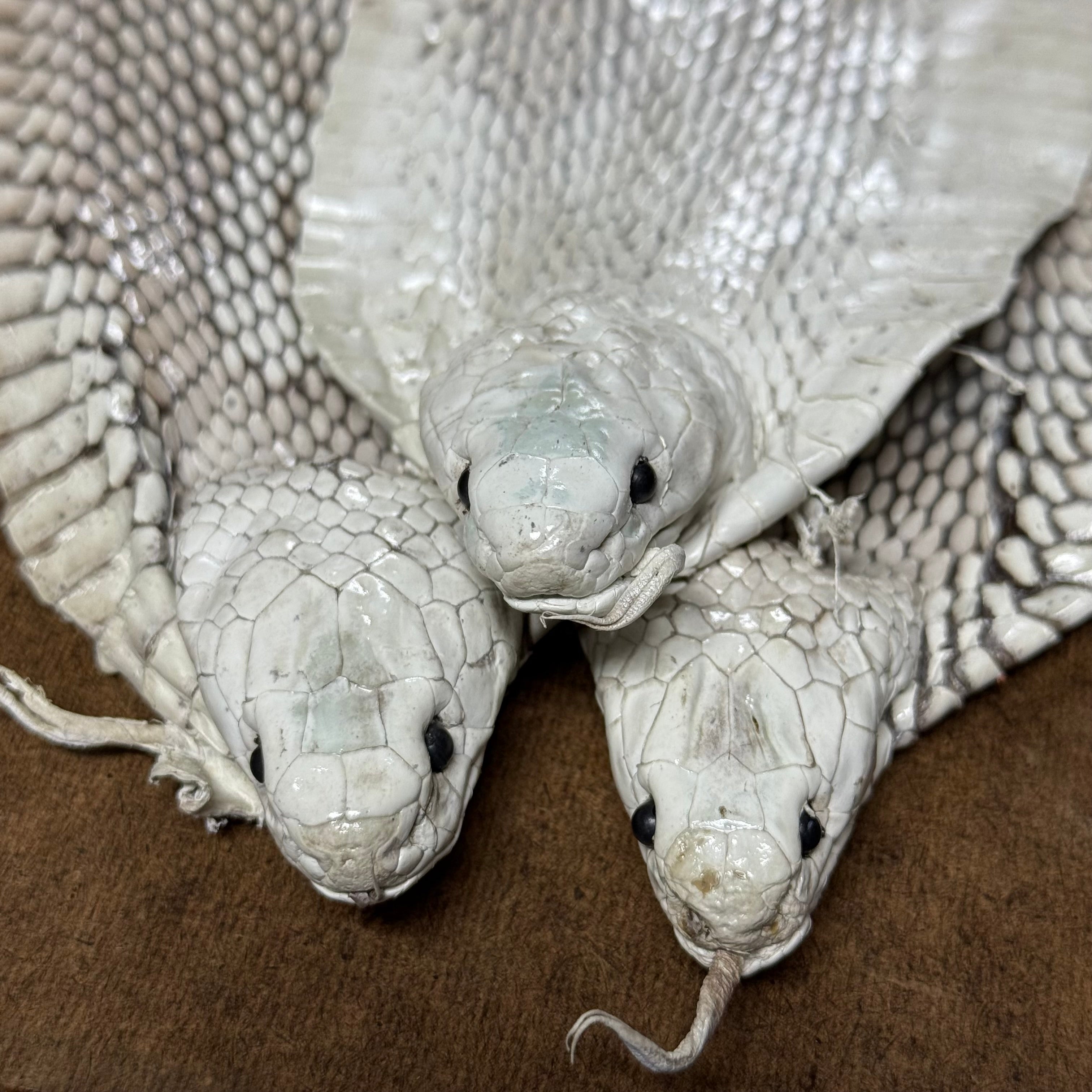 Cobra taxidermy with three white snake heads featuring detailed scales and flared hoods on a brown surface.