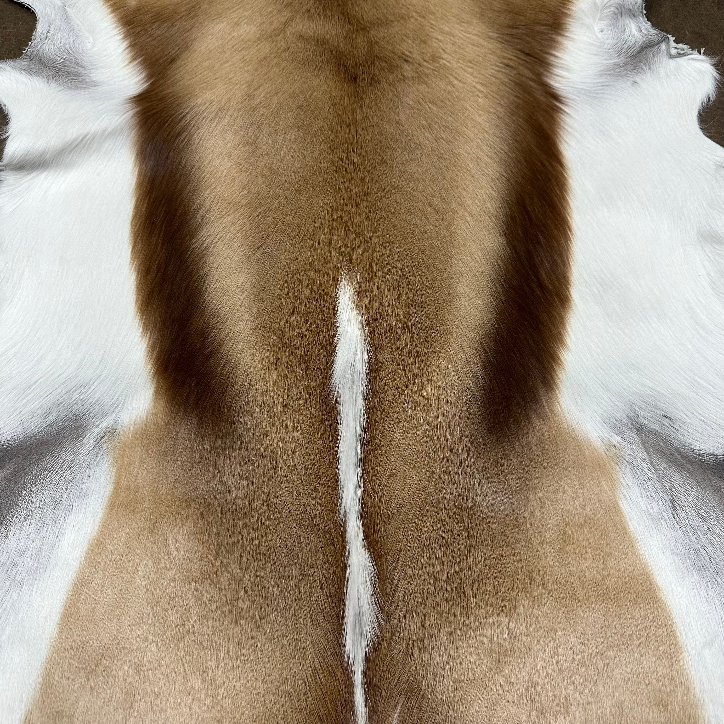 Springbok Natural Hair-on Hides, 2-2.5 oz