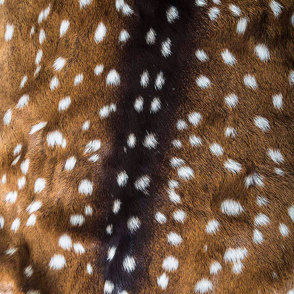 Axis Wild Deer Hide - Grade 1, Natural Pattern